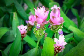 Pink Siam tulips (Curcuma sessilis), Krachiew in Thai, beautiful flower blooming in the  garden park, Chaiya phoom province, Thailand.