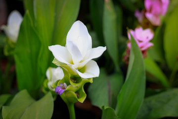 White Siam tulips (Curcuma sessilis), Krachiew in Thai, beautiful flower blooming in the  garden park, Chaiya phoom province, Thailand.