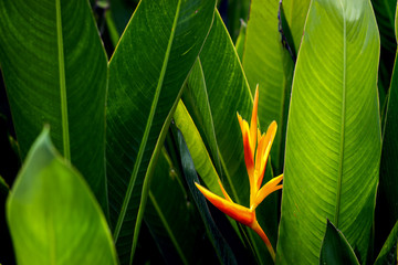 Beautiful bird of paradise flower with gree leaf in the garden