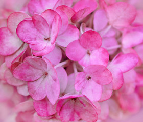Beautiful pink hydrangea flowers. Floral background of pink flowers.