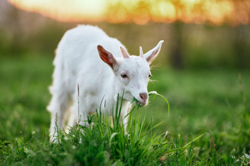 goat on a meadow