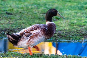 Male Mallard Duck enjoying a puddle after the rain
