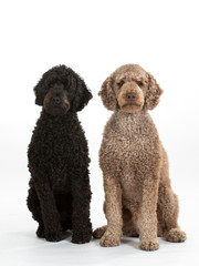 Two labradoodles portrait. Image taken in a studio with white background.
