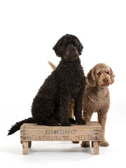 Two labradoodles portrait. Image taken in a studio with white background.