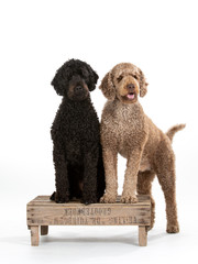 Two labradoodles portrait. Image taken in a studio with white background.
