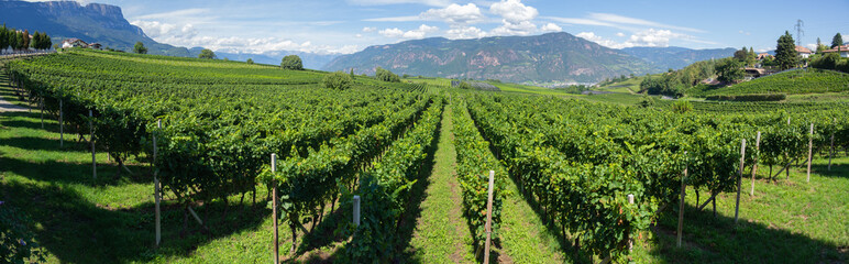Fototapeta na wymiar Amazing landscape at the vineyards of the Trentino Alto Adige in Italy. The wine route. Natural contest