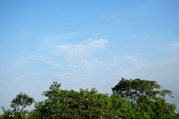 Obraz premium Bright sky with green trees