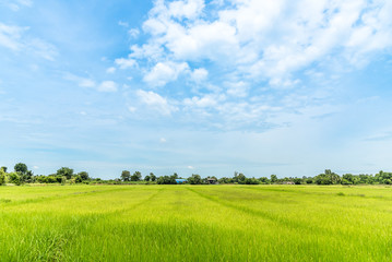 green rice field with sky and cloud in thailand with copy space