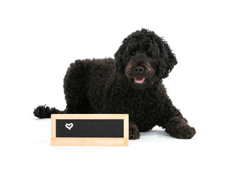 Black Australian labradoodle dog portrait with an empty name plate in front. Copy space, isolated on white.