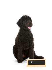 Black Australian labradoodle dog portrait with an empty name plate in front. Copy space, isolated on white.