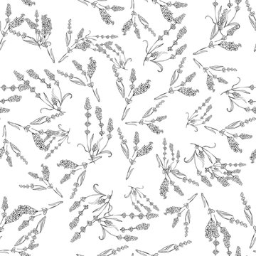 lavender natural hand drawn pattern white and black illustration. Herbal botanical  decoration background