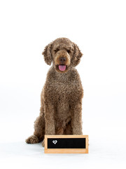 Australian labradoodle dog portrait with empty name plate in front, copy space. Isolated on white.