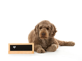 Australian labradoodle dog portrait with empty name plate in front, copy space. Isolated on white.