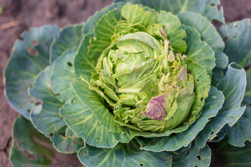 Obraz premium The cabbage exploded in the garden