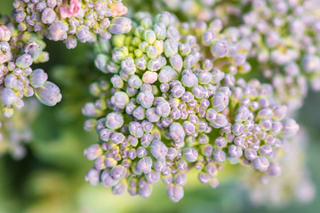Obraz premium Broccoli cabbage in the garden