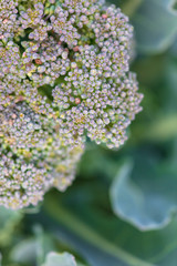 Broccoli cabbage in the garden