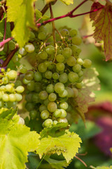 Grapes growing in the garden