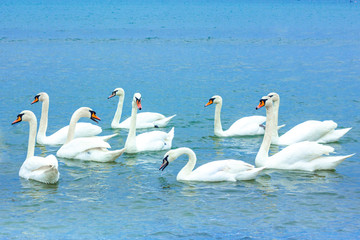 Fototapeta premium A flock of beautiful white swans with a long neck, gracefully curved, floating in the water gently blue.