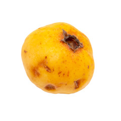 Yellow hawthorn isolated on a white background