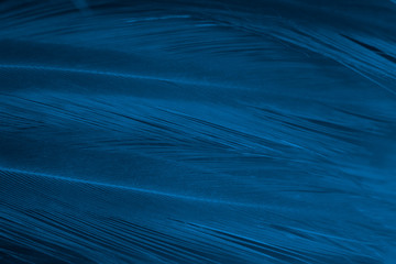 Closeup dark blue azure feather pattern texture background