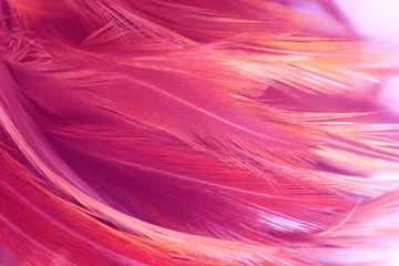 Crédence de cuisine en verre imprimé Roze Tendances de couleur écarlate violet oiseau plume texture de fond