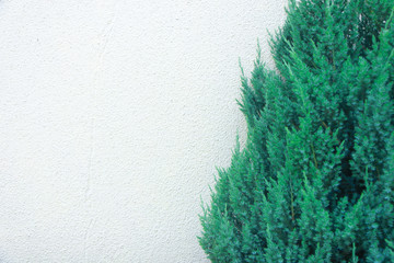 White cement wall is a background of green pine trees.