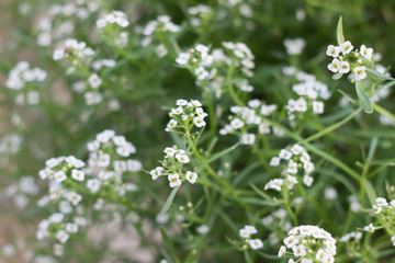 blue flowers in the garden