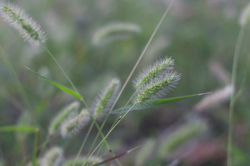 grass on a green background