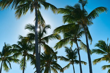Obraz premium palm trees and blue sky