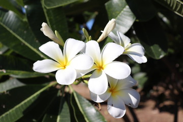 Fototapeta premium A bunch of white plumaria on the sunny day in the park