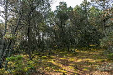 view of the forests in the late summer, Curonian Spit
