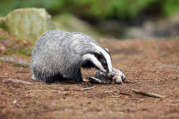 The European badger (Meles meles) also known as the Eurasian badger or simply badger eats dead wild duck on rock.European mysterious predator prey to a creek in dense forest. © Karlos Lomsky