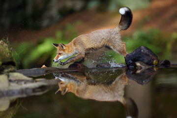 Young red fox (Vulpes vulpes) sneaks near water after prey in forest. The fox is reflected on the surface of a forest creek.