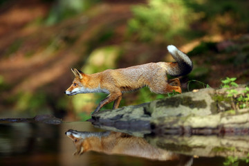 Fototapeta premium Young red fox (Vulpes vulpes) sneaks near water after prey in forest. The fox is reflected on the surface of a forest creek.