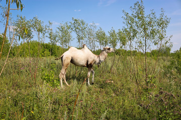 Obraz na płótnie Canvas A young camel among the bushes. He wants to eat. The concept of exploitation and cruelty to animals.
