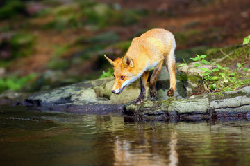Young red fox (Vulpes vulpes) sneaks near water after prey in forest. The fox is reflected on the surface of a forest creek.