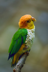The green-thighed parrot (Pionites leucogaster) or white-bellied parrot or white-bellied caique sitting on the branch.