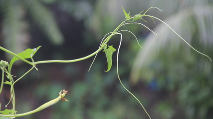 leaves on tree