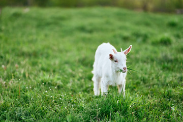 goat on green grass