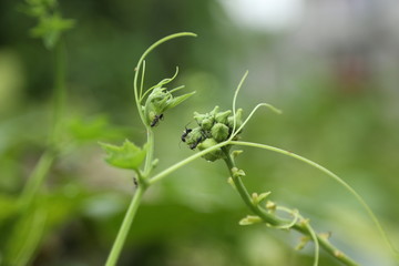 ant in leaf