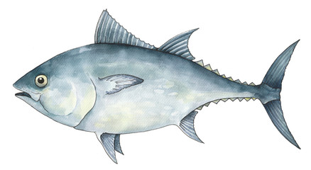 fish sea tuna watercolor pen isolated