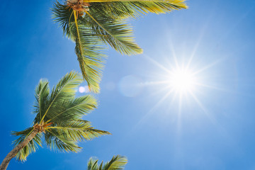 Fototapeta premium palm tree and blue sky
