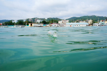 plastic bottle in the water. plastic pollution of nature, environment.
