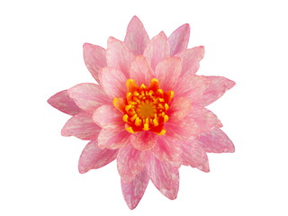 Pink lotus flower isolated on white background.top view