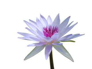 purple lotus flower isolate on white background