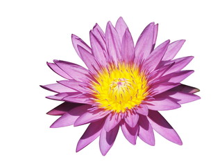 Beautiful Purple lotus flower,(Nymphaea spp). isolated on white background.Top view