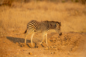 Obraz premium Zebra in the late afternoon light in the bushveld