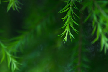 nature background, the leaf pattern in nature abstract background, leaf close-up