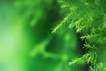 nature background, the leaf pattern in nature abstract background, leaf close-up