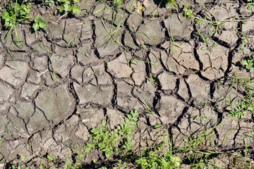 Cracked dried and ground